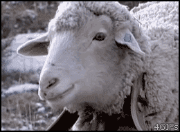 sheep+Why+are+you+staring.gif