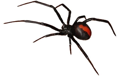 australian-spiders-redback2.jpg