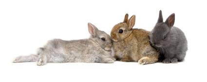 3-bunnies.jpg