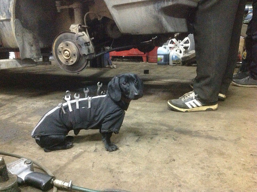tool-dog-dachshund-4jpg.jpg