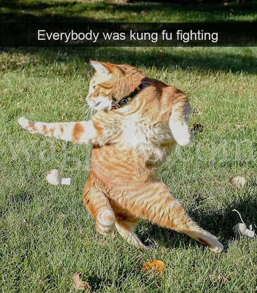 Everybody was kung fu fighting – Wag Pet Boutique