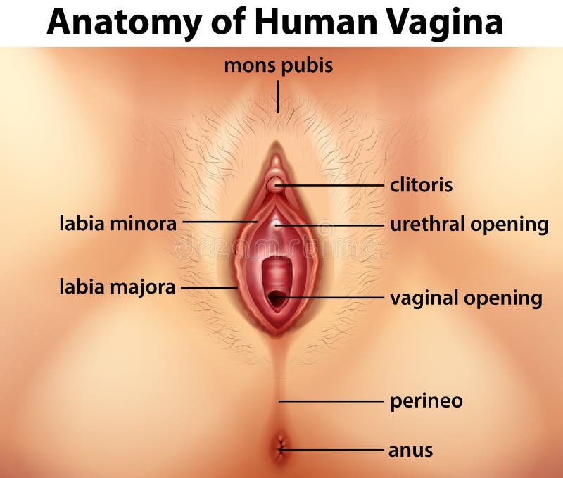 diagram-showing-anatomy-human-vagina-illustration-74400670.jpg